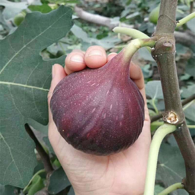 无花果树苗庭院南北方种植当年结果死苗补发现挖现发