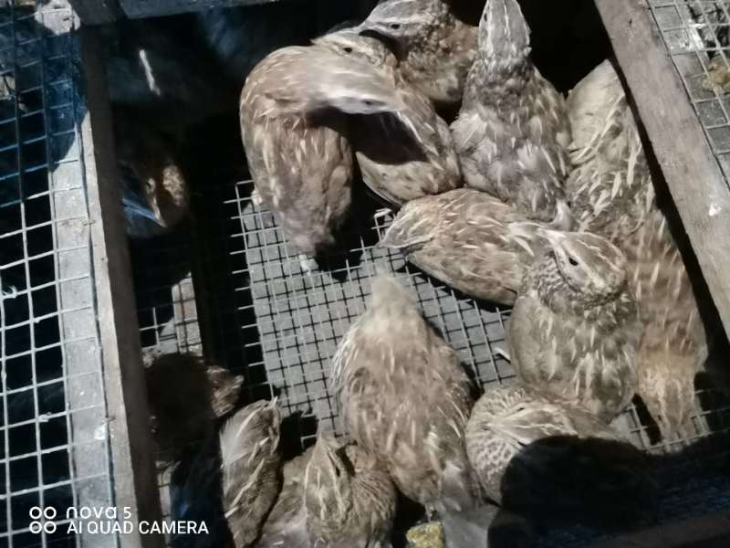 【优质】正宗淮南王脱温鸡苗土鸡苗疫苗齐全