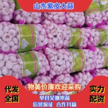 优质大蒜，紫皮大蒜基地直供，农家种植山东精品大蒜