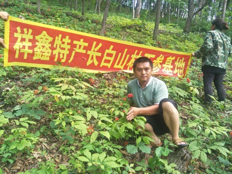 【5斤起发】吉林长白山鲜人参自家种植批发包邮新鲜到家