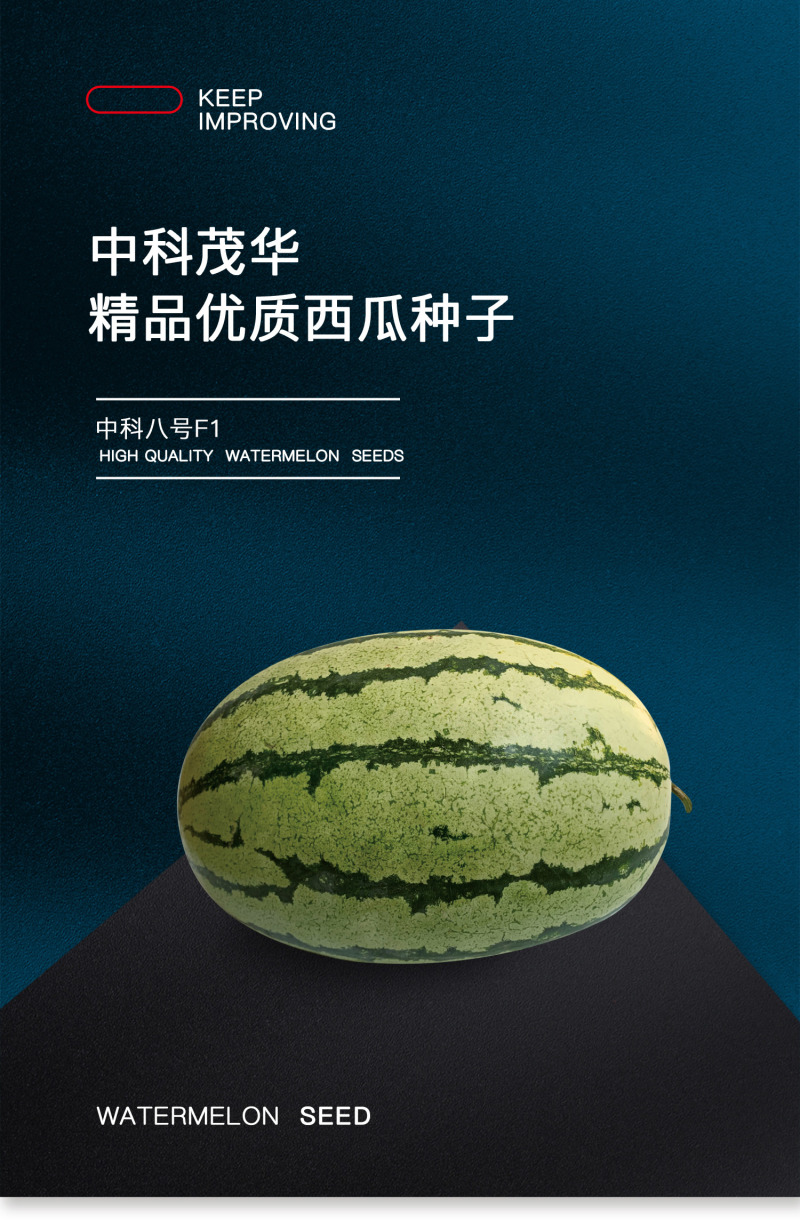 中科茂华西瓜种子中科八号懒汉正宗西农八号大果