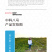 中科茂华西瓜种子中科八号懒汉正宗西农八号大果