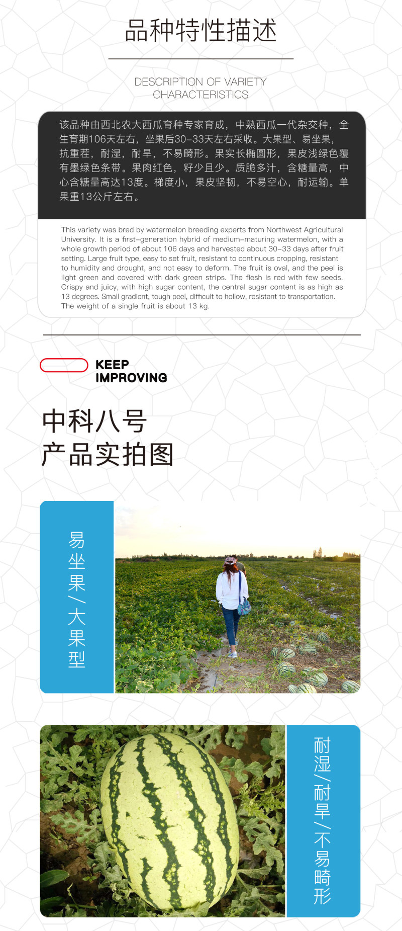 中科茂华西瓜种子中科八号懒汉正宗西农八号大果
