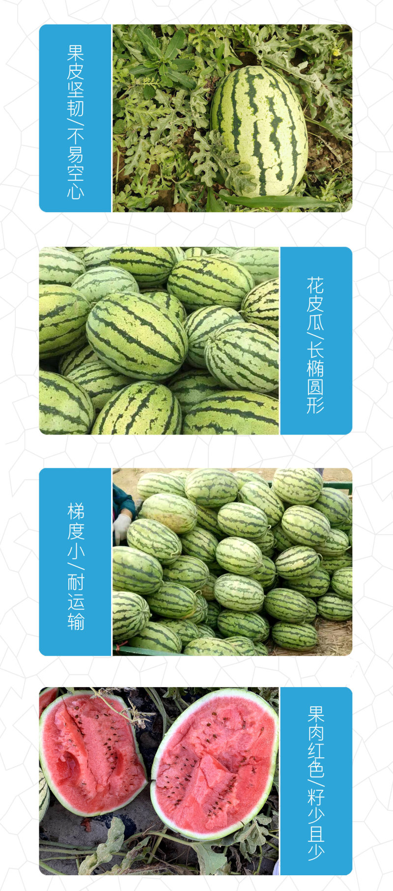 中科茂华西瓜种子中科八号懒汉正宗西农八号大果