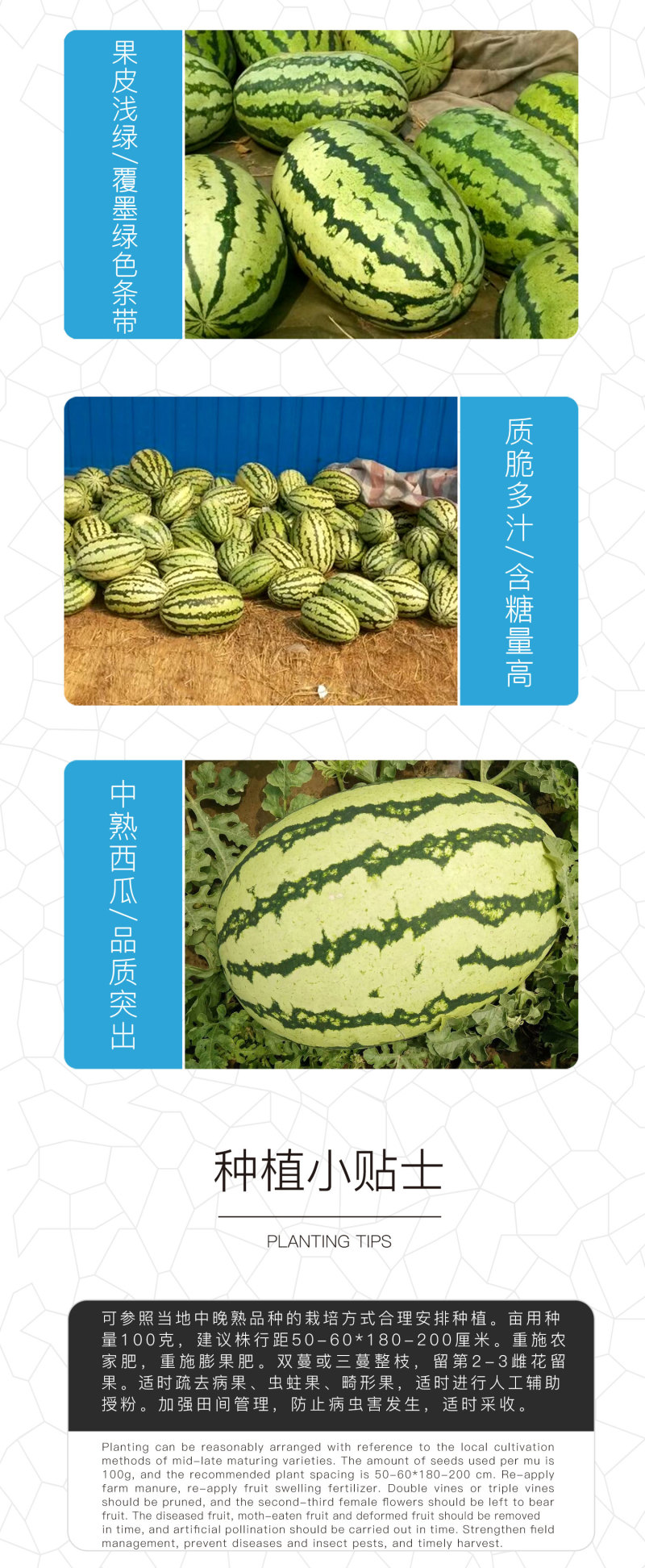 中科茂华西瓜种子中科八号懒汉正宗西农八号大果