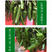 中科茂华蔬菜种子东方巨龙辣椒种子F1洛椒改良301