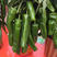中科茂华蔬菜种子东方巨龙辣椒种子F1洛椒改良301