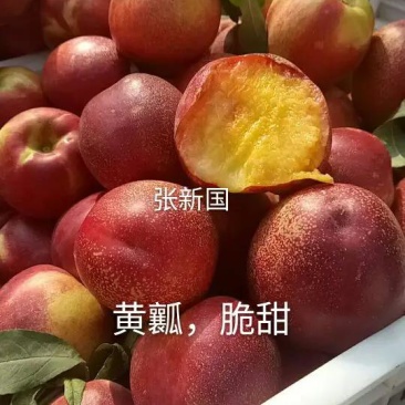 山东露天油桃9602甜油桃未来星黄肉油桃春艳毛桃