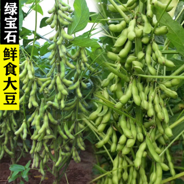 绿宝石毛豆种子中晚熟大粒青毛豆非转基因种籽高产大田用种高