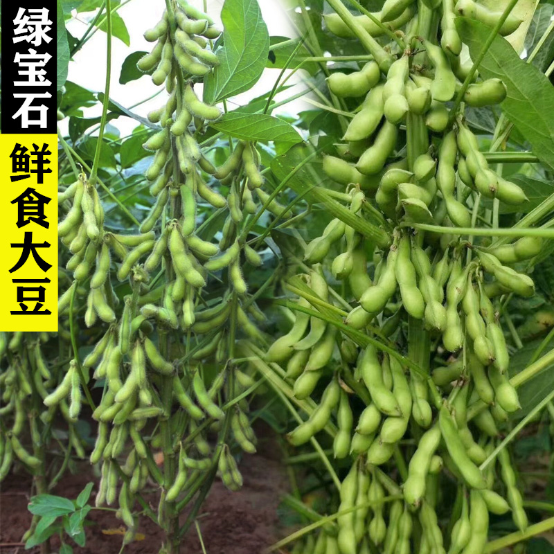 绿宝石毛豆种子中晚熟大粒青毛豆非转基因种籽高产大田用种高