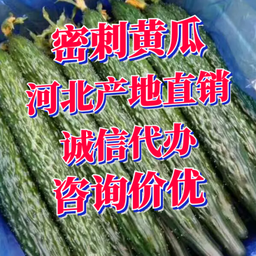 【精品黄瓜】密刺黄瓜中农106黄瓜25公分以上欢迎询价