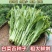 红菜苔种子白菜苔种子红油菜心种子四季易种高产蔬菜种子
