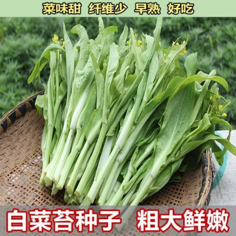 红菜苔种子白菜苔种子红油菜心种子四季易种高产蔬菜种子