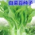 红菜苔种子白菜苔种子红油菜心种子四季易种高产蔬菜种子