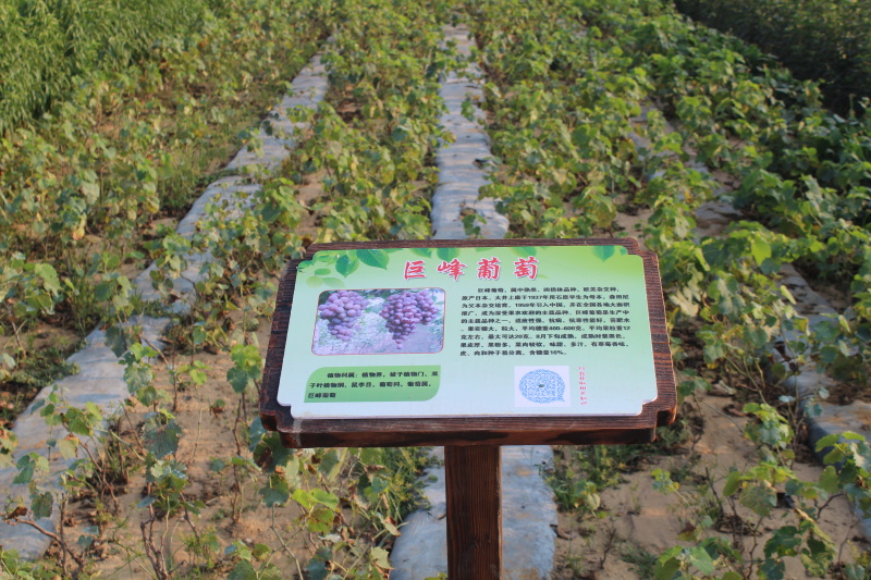 早夏无核葡萄苗当年结果庭院抗寒爬藤南方北方种植品种葡萄苗
