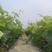 丛林玫瑰葡萄苗大当年结果抗寒爬藤南北方种植品种葡萄苗