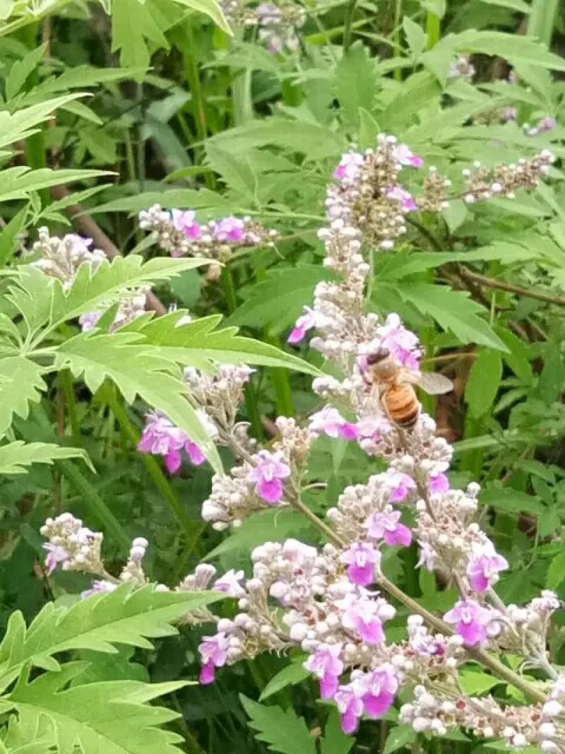自己家养殖蜜蜂，采百花蜂蜜，无任何添加，营养全面