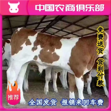 西门塔尔牛免费送货货到付款报销来回车费