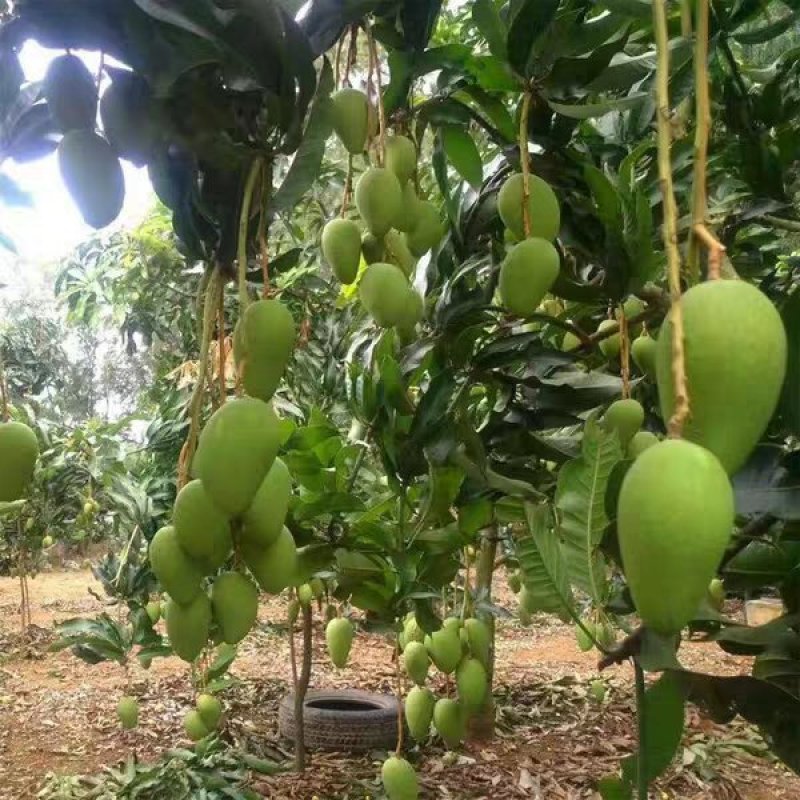台农一号芒果苗嫁接海南小台农芒果树苗盆栽庭院种植果树