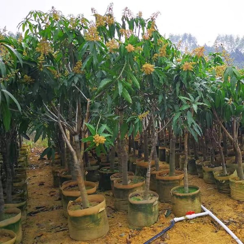 台农一号芒果苗嫁接海南小台农芒果树苗盆栽庭院种植果树