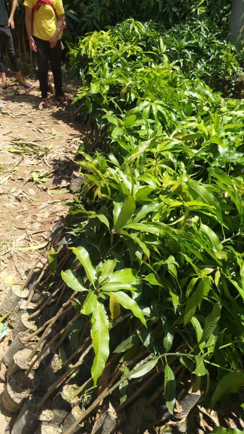 台农一号芒果苗嫁接海南小台农芒果树苗盆栽庭院种植果树