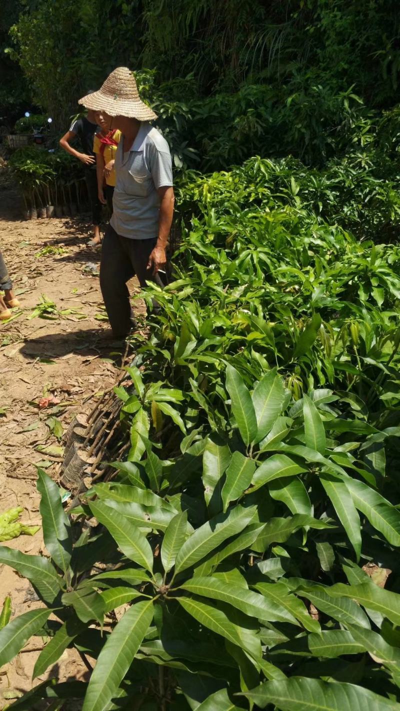 台农一号芒果苗嫁接海南小台农芒果树苗盆栽庭院种植果树