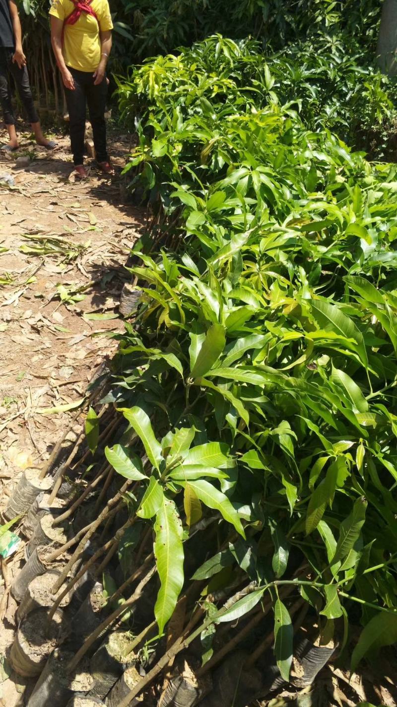 台农一号芒果苗嫁接海南小台农芒果树苗盆栽庭院种植果树