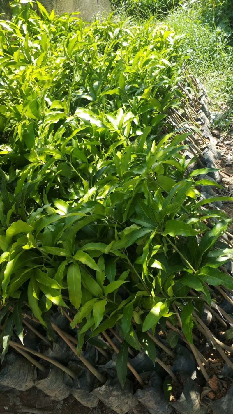 台农一号芒果苗嫁接海南小台农芒果树苗盆栽庭院种植果树