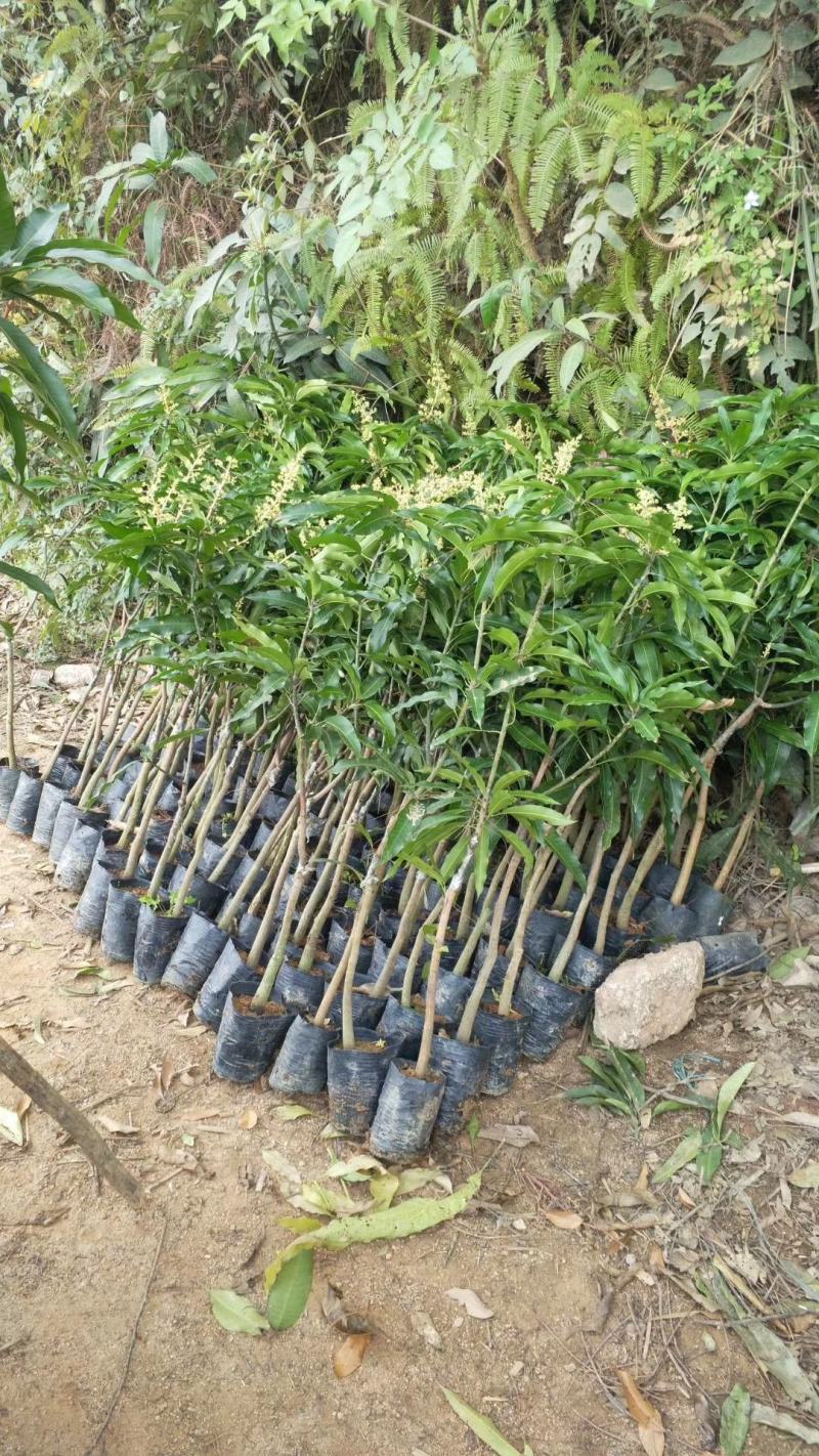 台农一号芒果苗嫁接海南小台农芒果树苗盆栽庭院种植果树