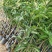 台农一号芒果苗嫁接海南小台农芒果树苗盆栽庭院种植果树