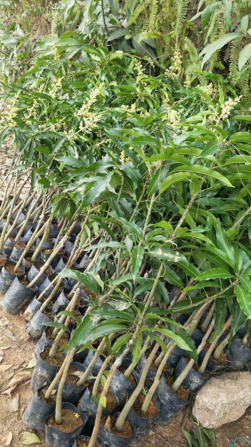 台农一号芒果苗嫁接海南小台农芒果树苗盆栽庭院种植果树