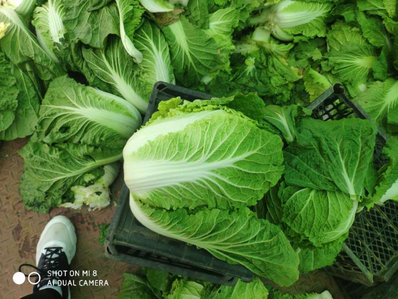 河北黄心白菜全国发货白菜产地一手货源欢迎选购