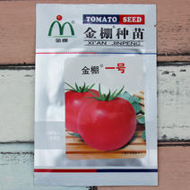 金棚一号番茄种子西安蔬菜研究所产西红柿种子高产抗病粉红果