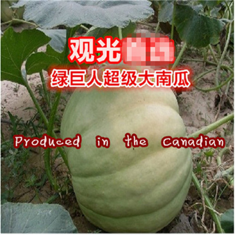 绿巨人大南瓜种子观光可做饲料巨型南瓜种子单瓜重达千