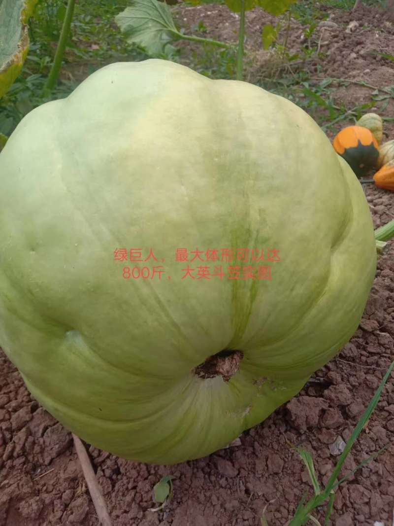 绿巨人大南瓜种子观光可做饲料巨型南瓜种子单瓜重达千