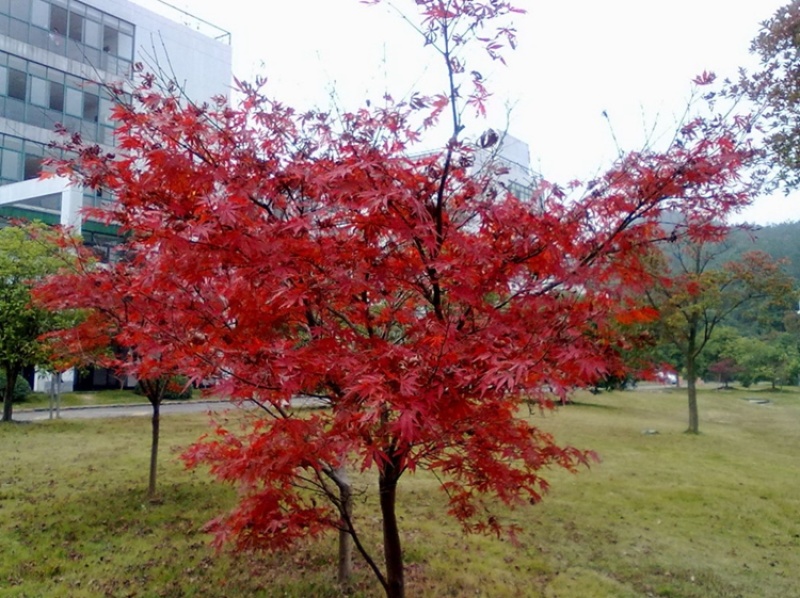 鸡爪槭种子细叶小叶鸡爪槭七角枫种子枫树种子林木