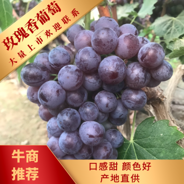 【热卖河北玫瑰香葡萄】口感甜、串型好，产地直供