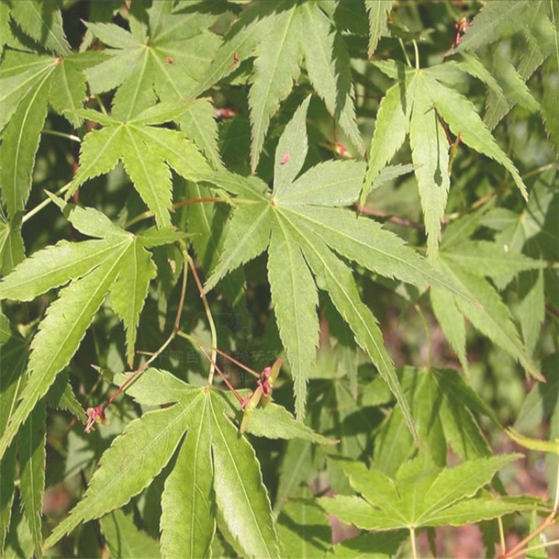 林木种子嫁接红枫的青枫树种子青枫种子鸡爪槭种子