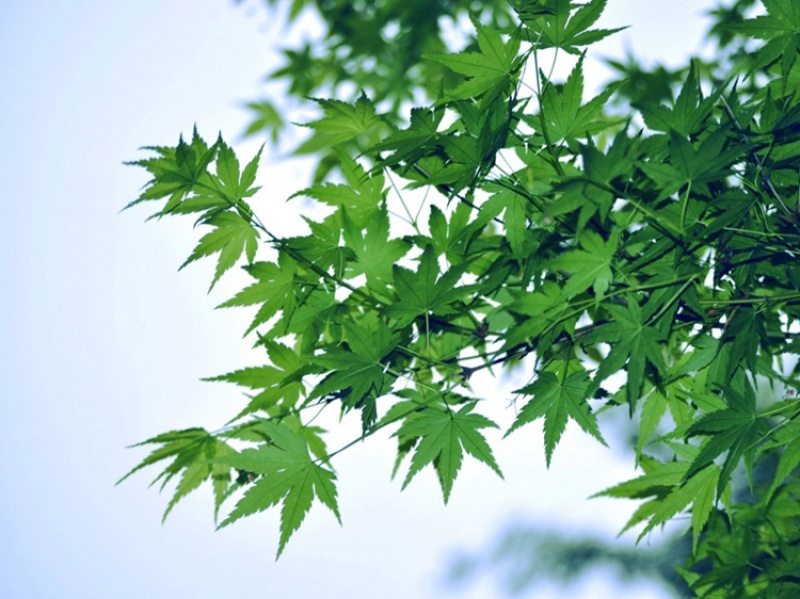 林木种子嫁接红枫的青枫树种子青枫种子鸡爪槭种子