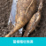 恩施野生富硒葛粉500g来自世界硒都湖北恩施富硒