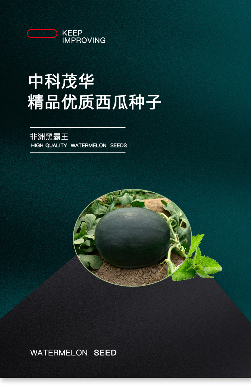 中科茂华瓜果种子非洲黑霸王西瓜种子黑皮红瓤