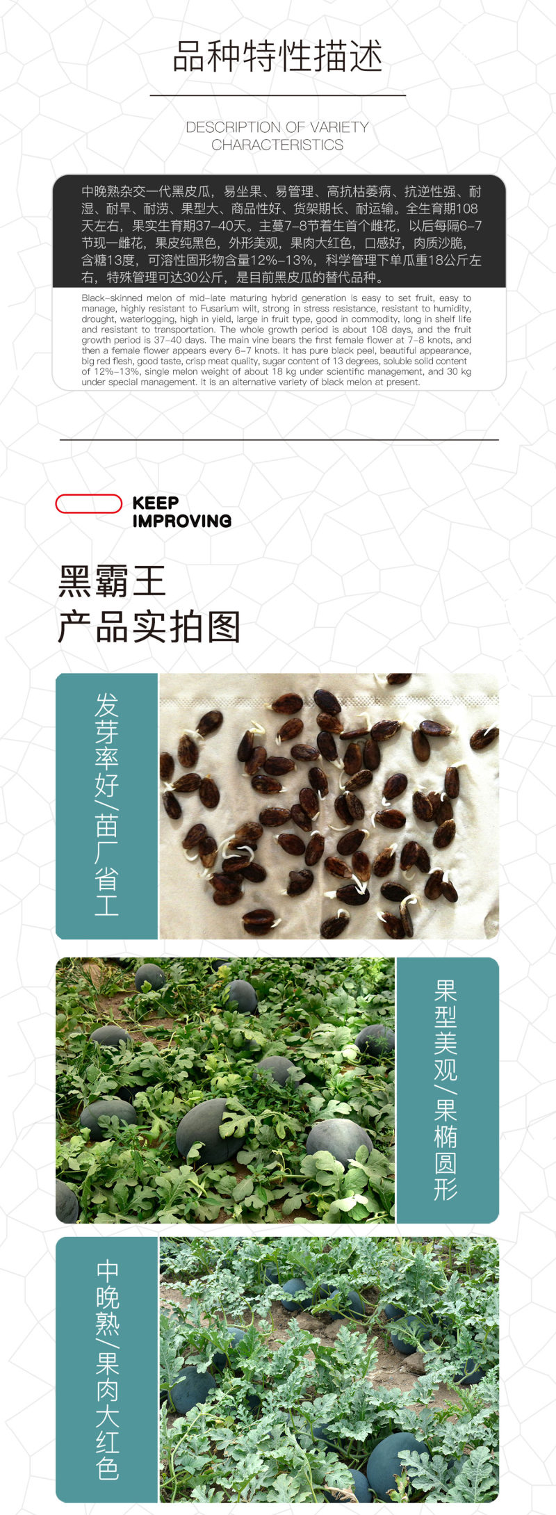 中科茂华瓜果种子非洲黑霸王西瓜种子黑皮红瓤