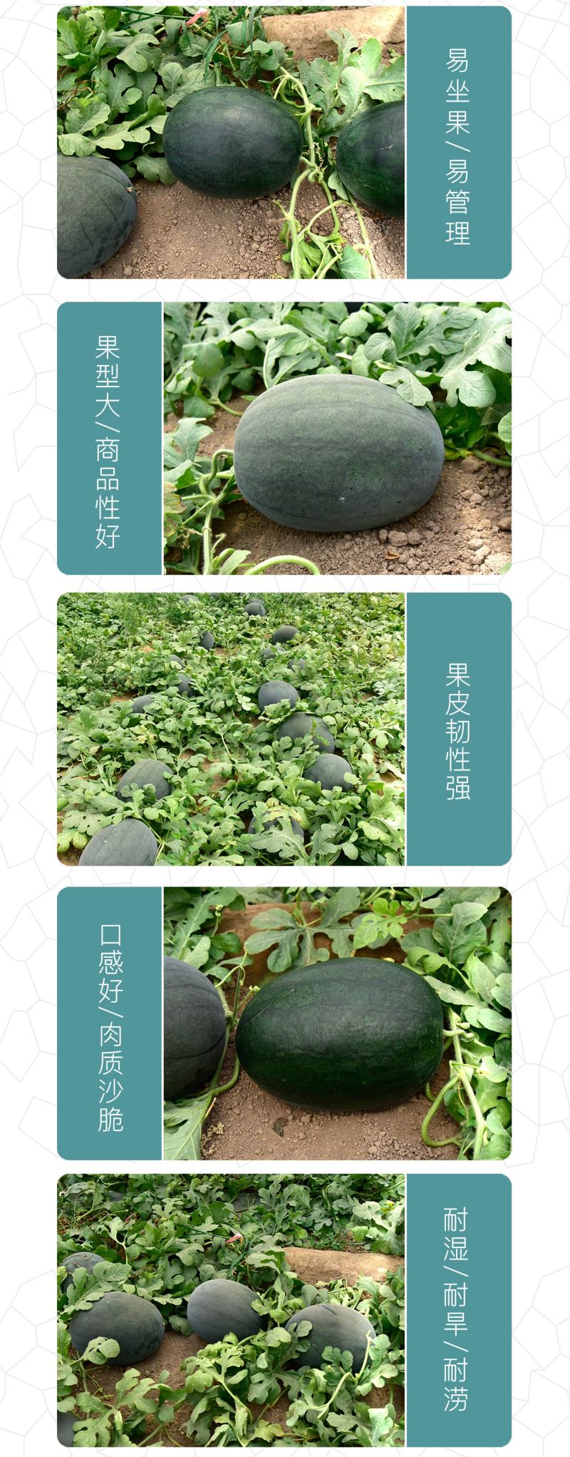 中科茂华瓜果种子非洲黑霸王西瓜种子黑皮红瓤