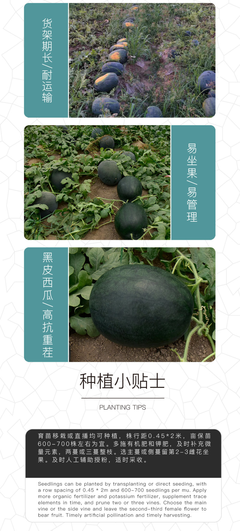 中科茂华瓜果种子非洲黑霸王西瓜种子黑皮红瓤