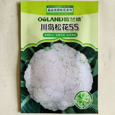 花菜种子松花菜种子早熟生长速度快商品性好基地用种