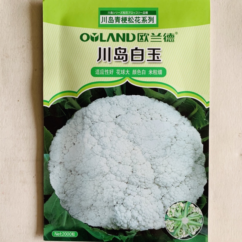 花菜种子松花菜种子早熟生长速度快商品性好基地用种