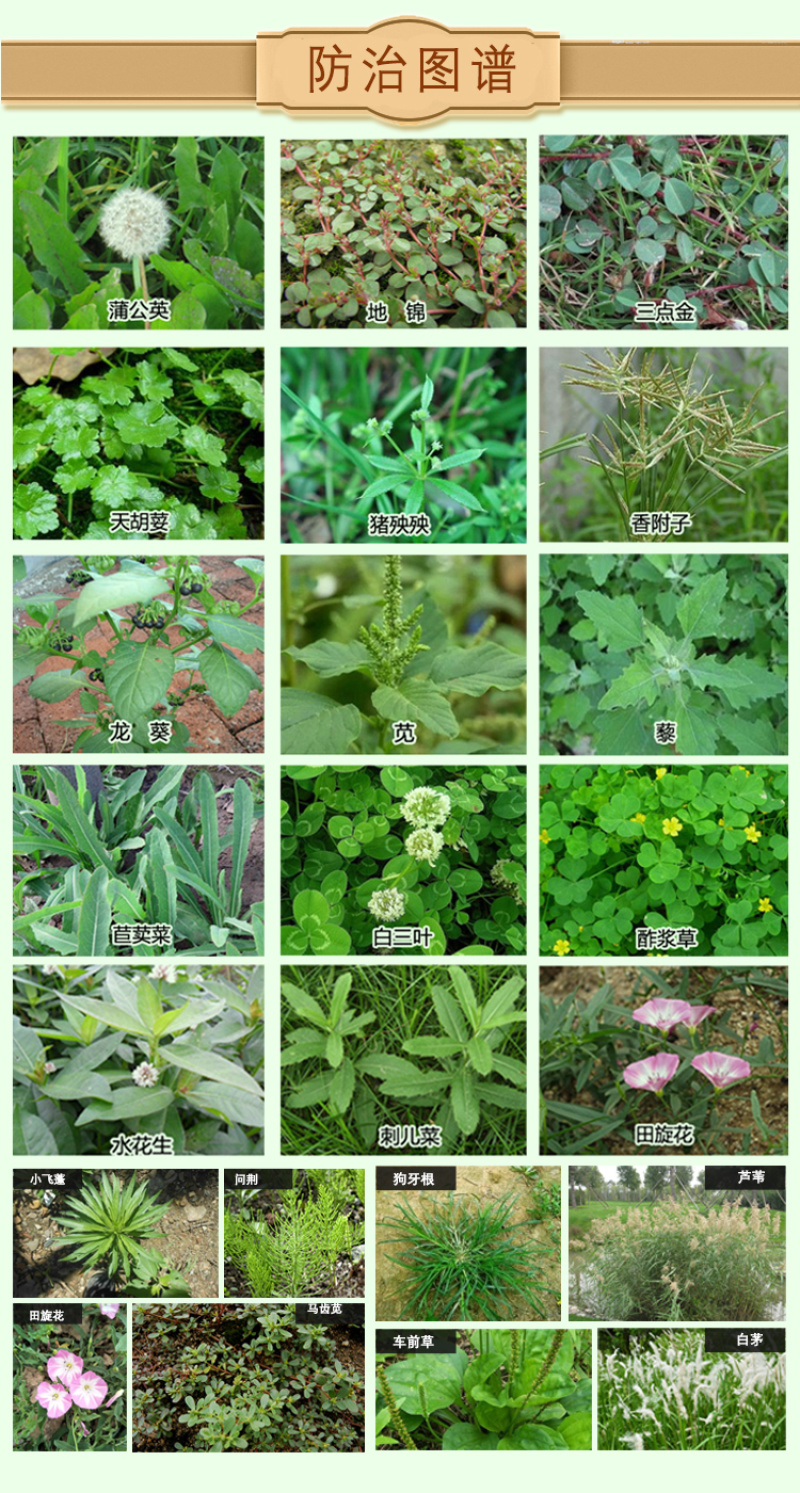 闲四季草铵·草甘膦36%非耕地荒地果园狗牙根小飞蓬除草剂