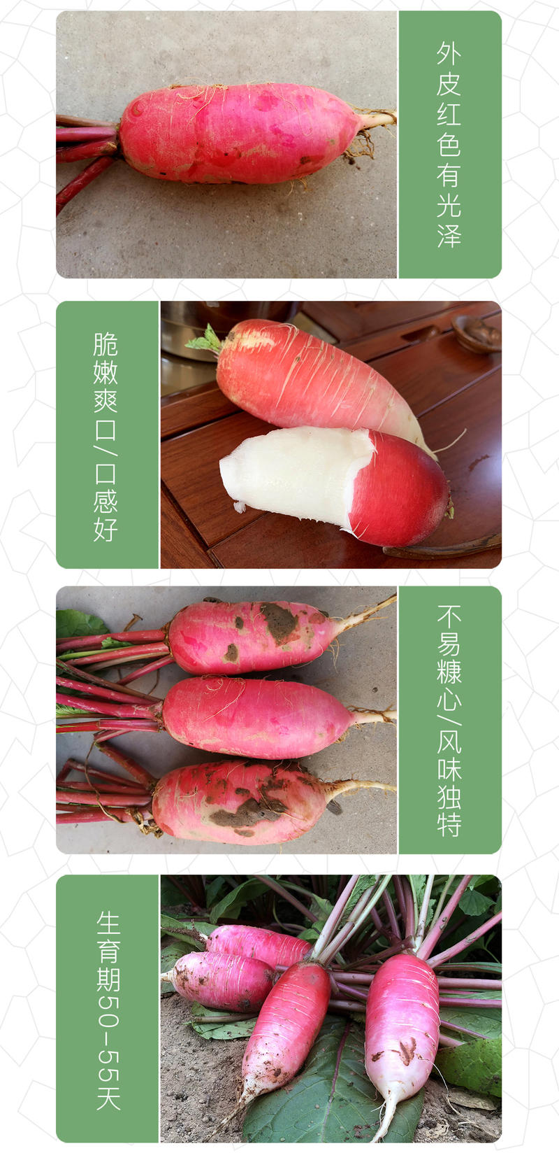 中科茂华蔬菜种子三季脆红冈萝卜种子不糠心大连冈水萝卜