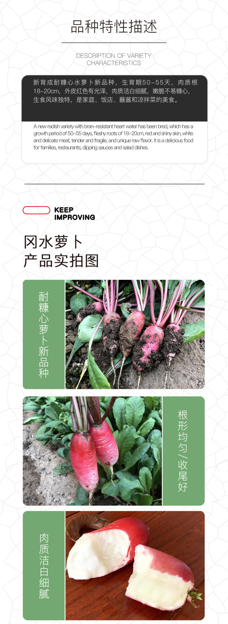 中科茂华蔬菜种子三季脆红冈萝卜种子不糠心大连冈水萝卜