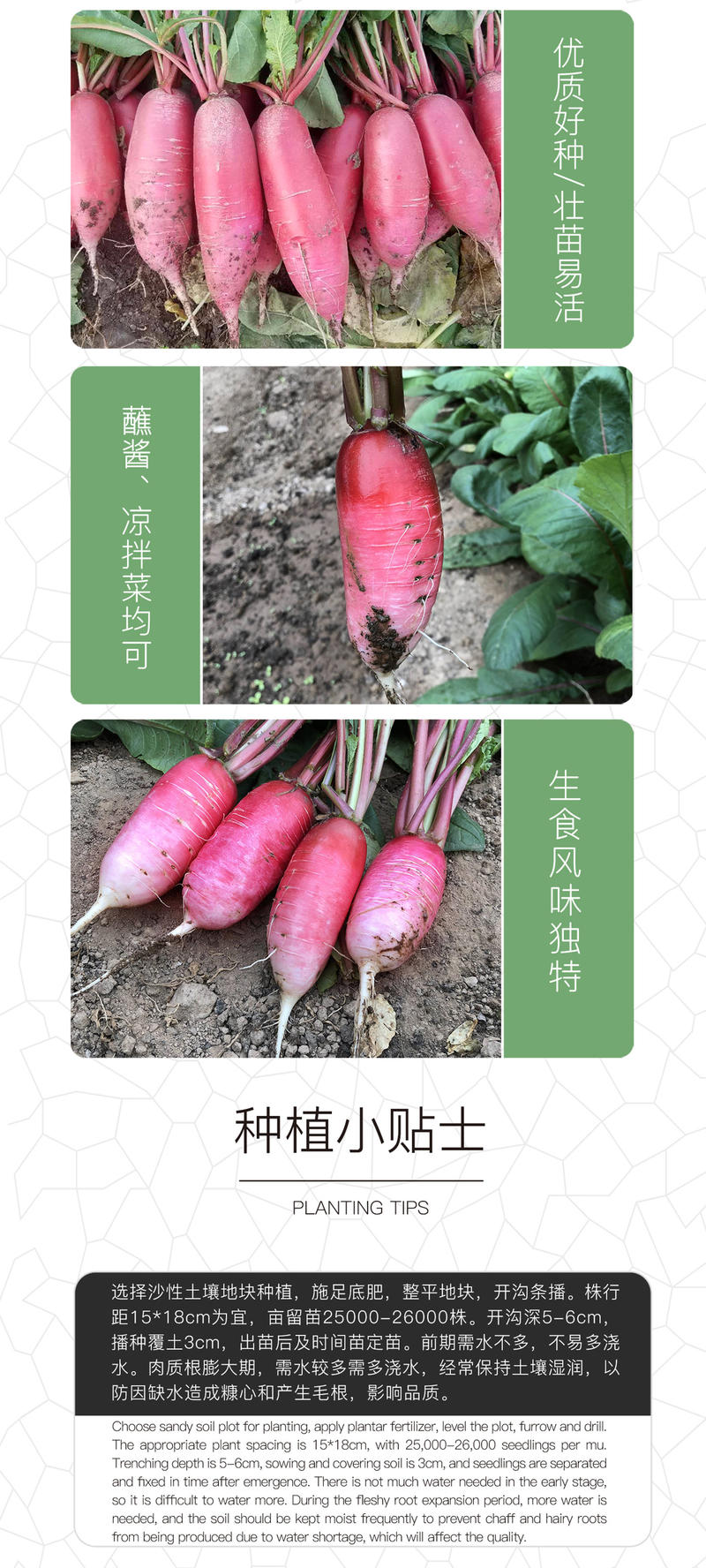 中科茂华蔬菜种子三季脆红冈萝卜种子不糠心大连冈水萝卜